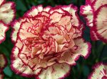 cropped-carnations-1.jpg