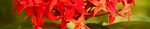 cropped-santan.jpg