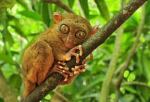 images-39