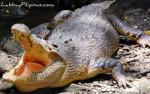 images-48