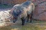 images-51