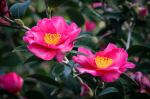 images-53