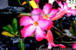 philippine_kalachuchi